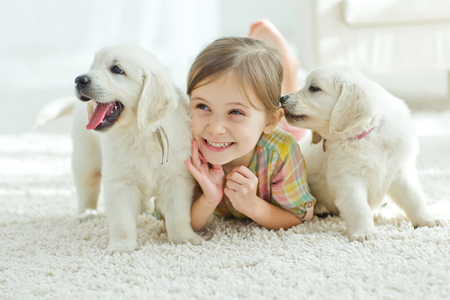 אילוף כלבים-צרכים מיוחדים - אילוף כלבים גיל 6-9